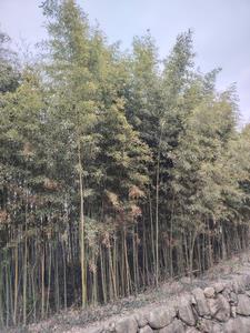 敬斋箴原文